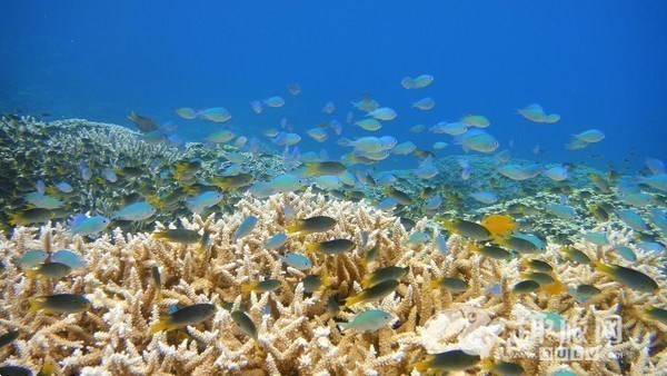 四川成都到帕劳旅游购物玩法攻略