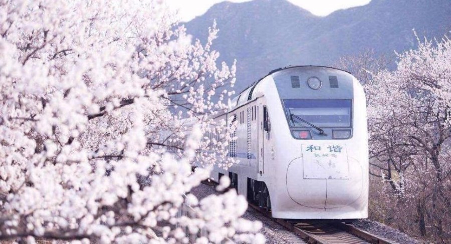 开往春天的列车-和谐号列车穿越居庸关花海