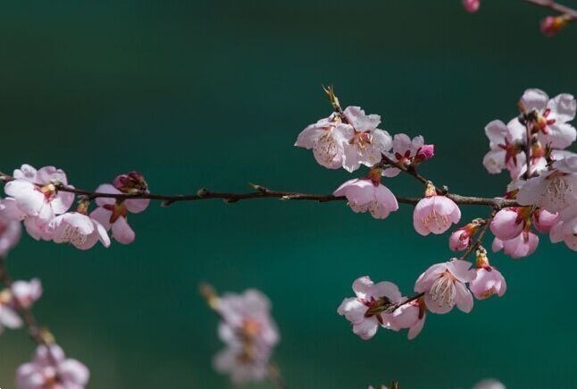 春季九寨沟赏花攻略（在那桃花盛开的地方）