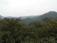龙泉枇杷沟