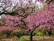 桃花故里
