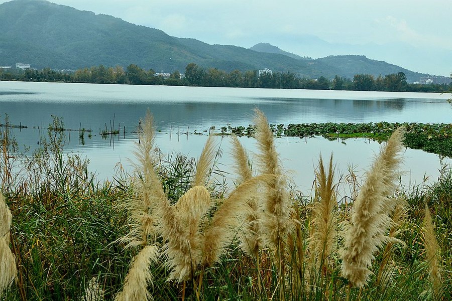 烟雨鹭洲湿地