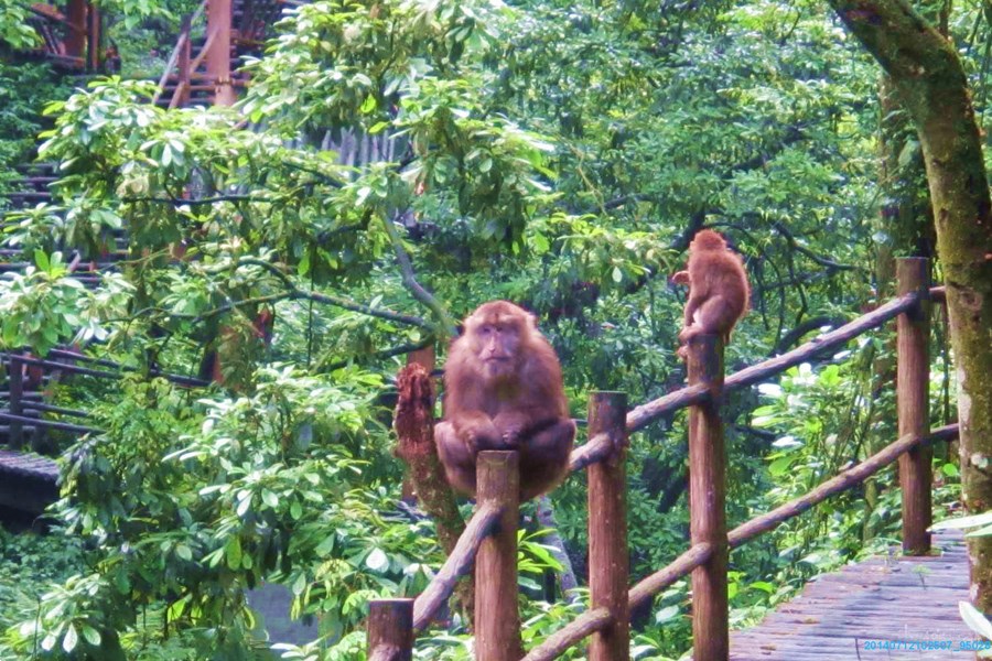 峨眉山生态猴区