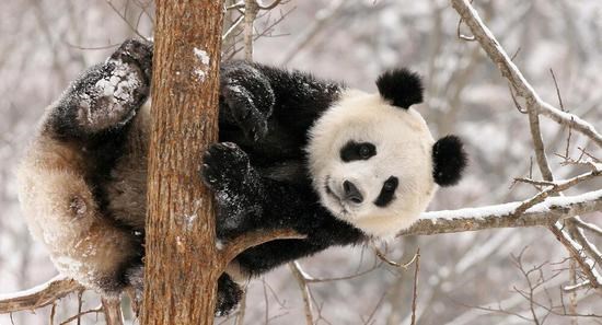 “熊猫王国”卧龙