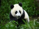 峨眉山、乐山、都江堰、青城山、熊猫基地、三星堆四日游