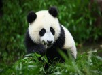 峨眉山、乐山、都江堰、青城山、熊猫基地、三星堆四日游