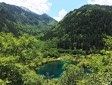 树正群海