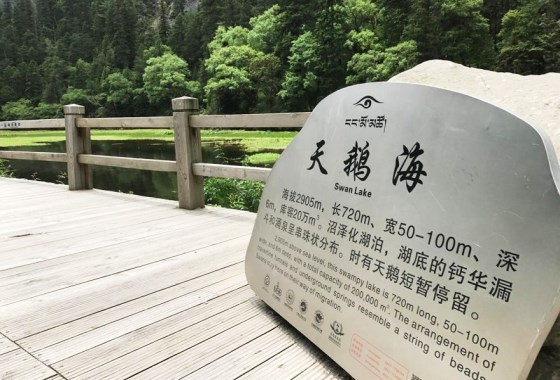 天鹅海