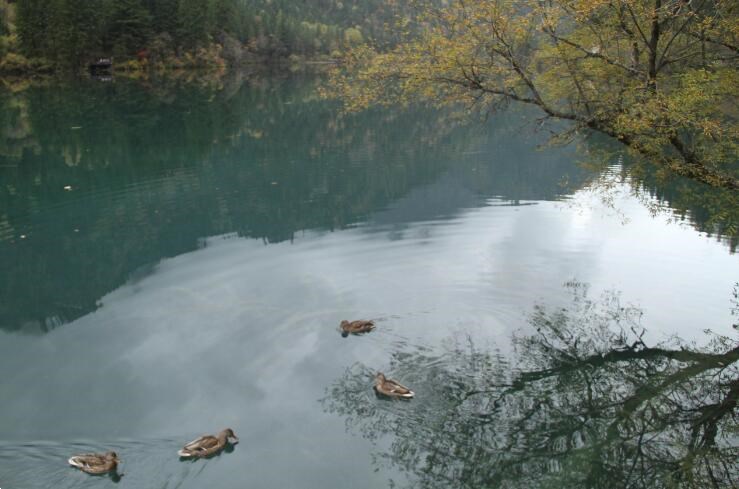 观天鹅好去处，九寨沟天鹅海放松之旅