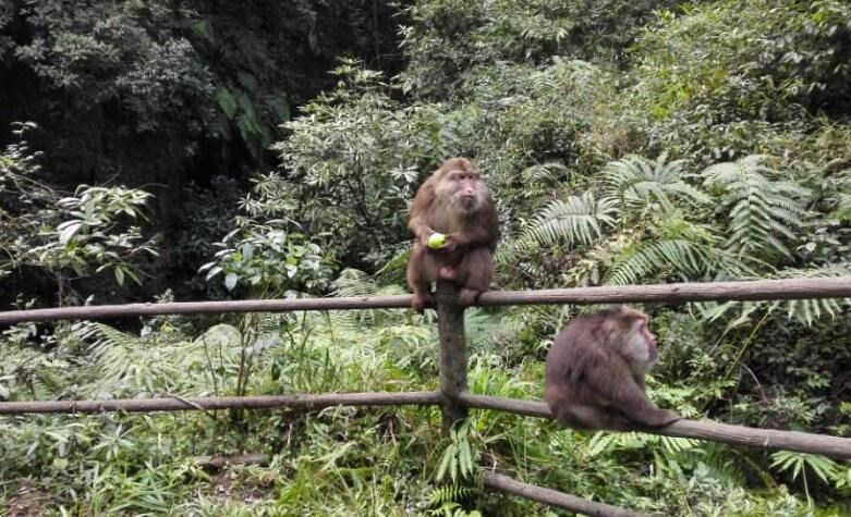 游峨眉山生态猴区，感受猴子的灵动_ 成都中国旅行社