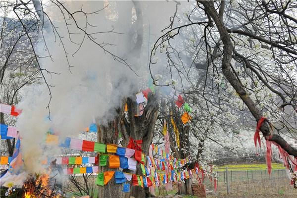 古老的祭树仪式 摄影 代永清..JPG